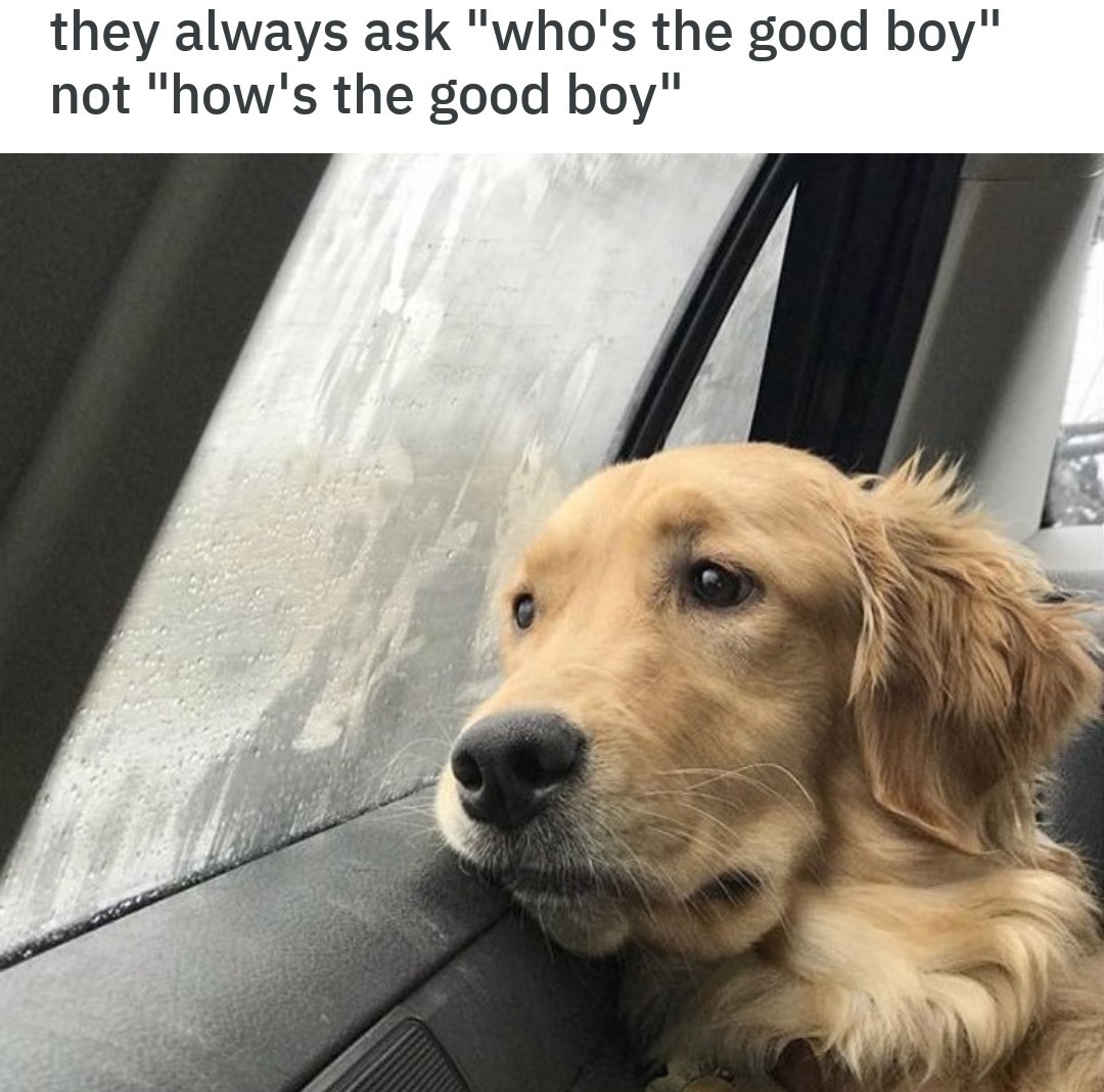 How's the good boy? - meme