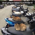 cutest biker gang