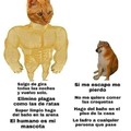 Gatos vs perros