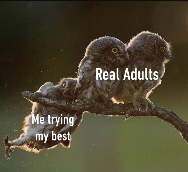 Adulting is not my forte - meme