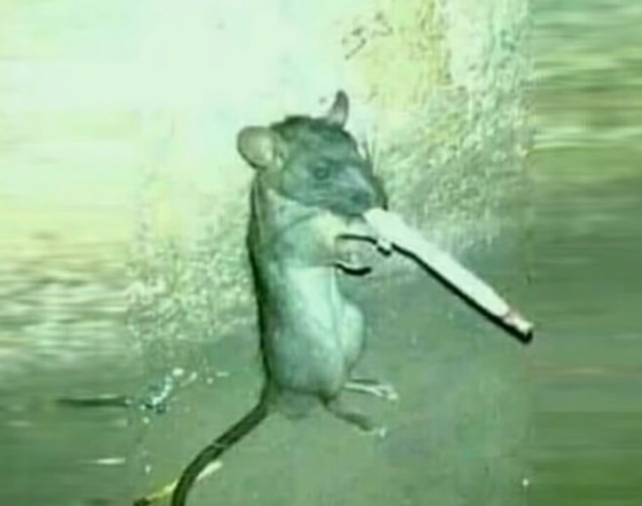 Me encontré una rata fumando, que hago? - meme