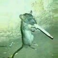 Me encontré una rata fumando, que hago?