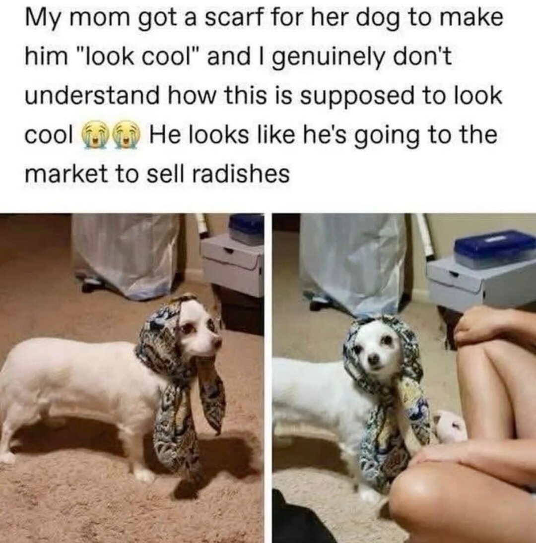 Dog looks like he's about to trade 3 turnips at the village market - meme