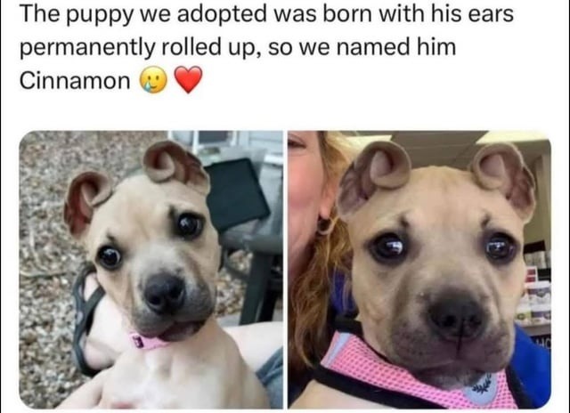 Dog with cinnamon roll ears has already won the internet - meme
