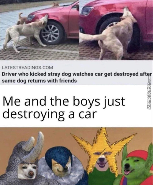 Dont mess with the stray dog - meme