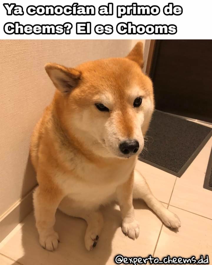 Chooms - meme