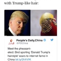 the pheasant elect Donald Trumper