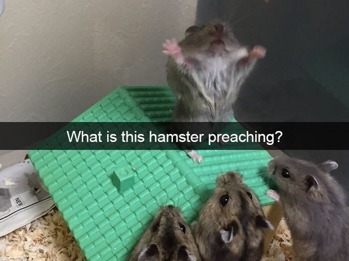 Comment what this hampster is preaching - meme