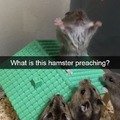 Comment what this hampster is preaching