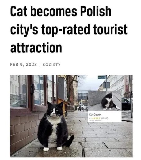 Polish cat - meme