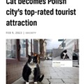 Polish cat