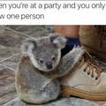 Koala friend