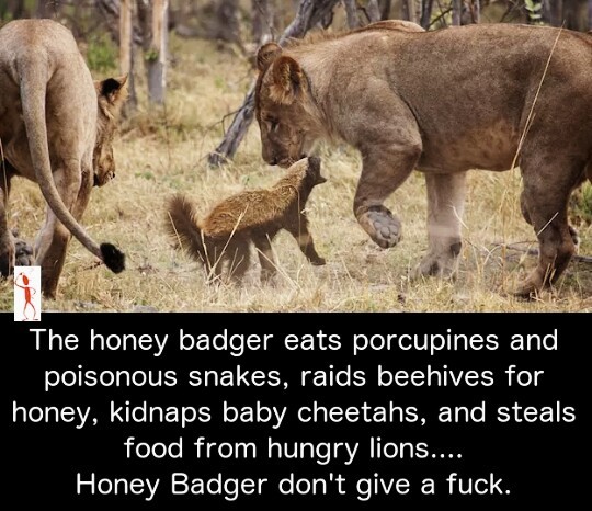 Be like the honey badger - meme