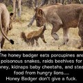 Be like the honey badger