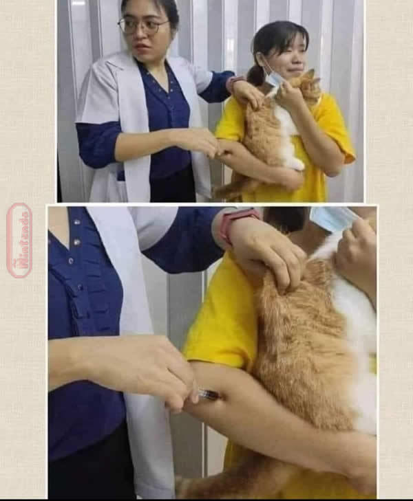 Veterinário EaD - meme