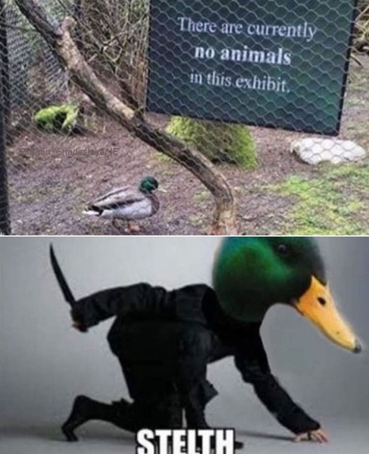 get ducked - meme