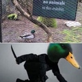 get ducked
