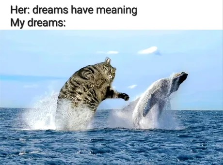 Memes beluga  Memes, Cats, Animals