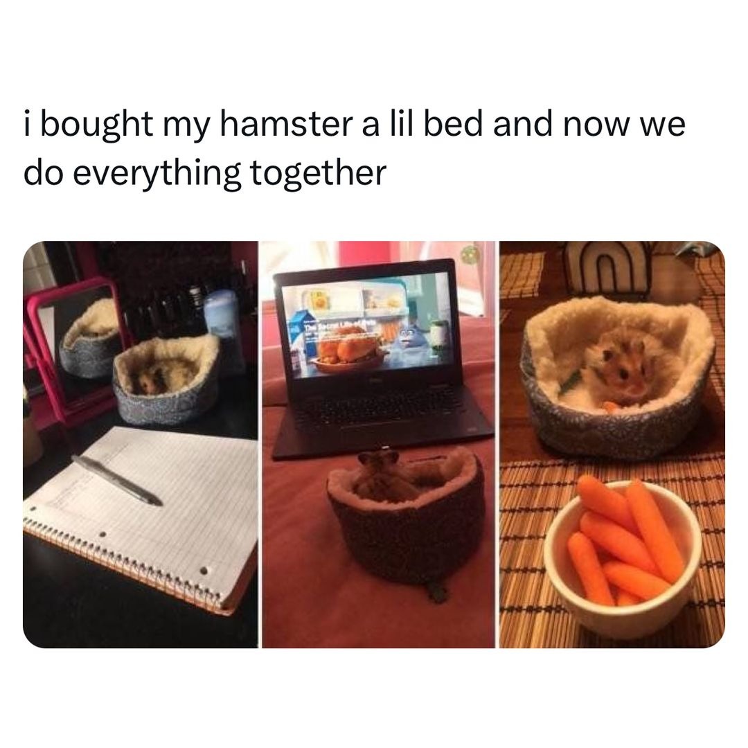 Now I want a hamster - meme