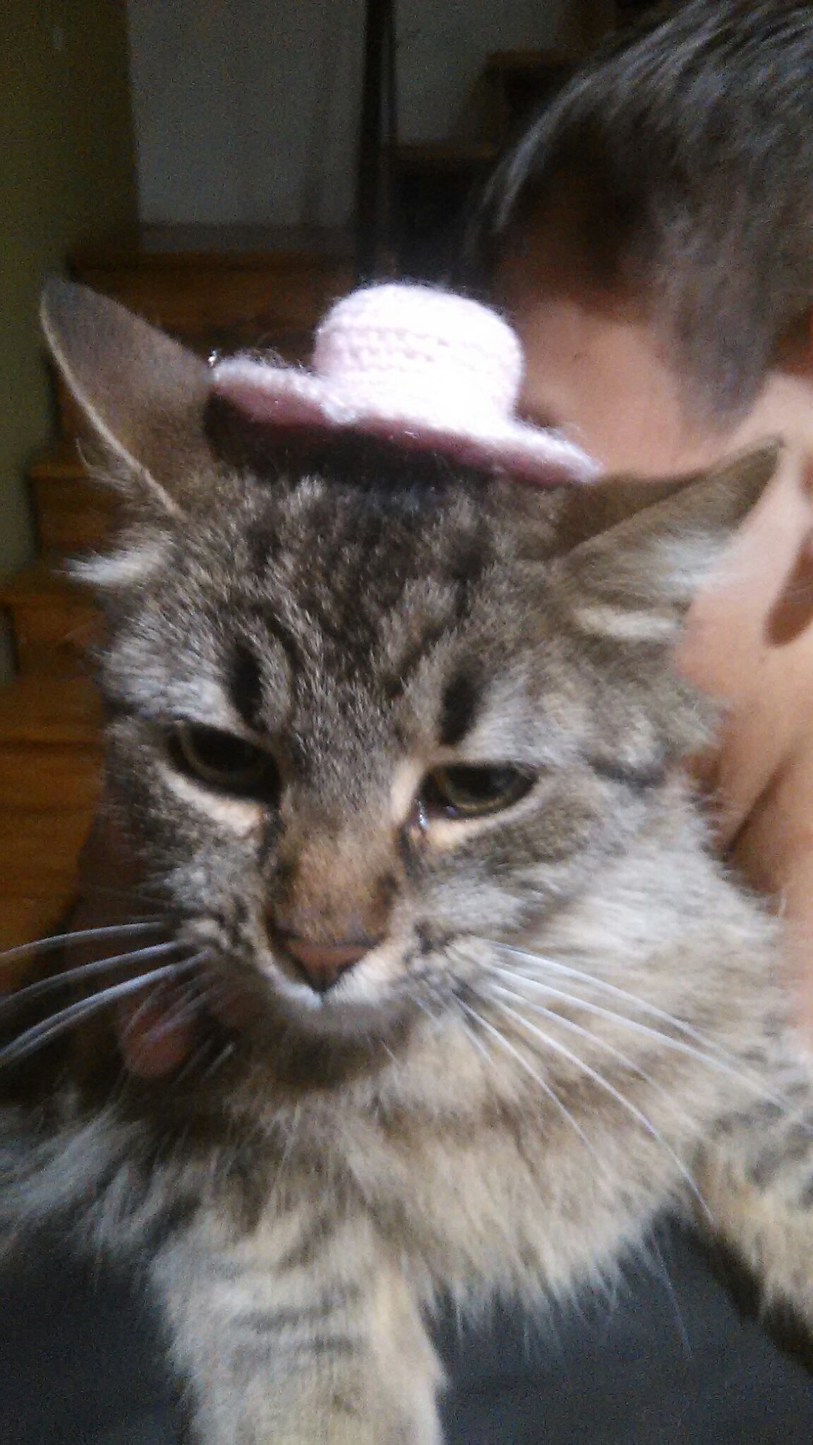 Otra gata con sombrero, disfruten - meme