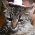 Otra gata con sombrero, disfruten