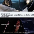 Florida dog