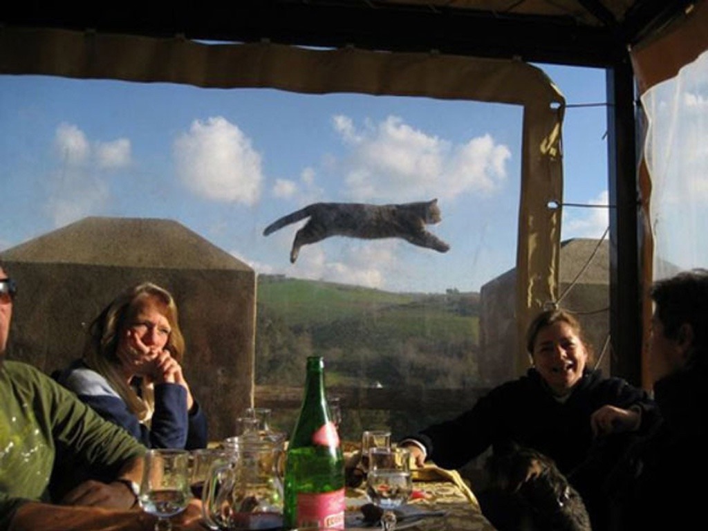 Photo Bomb - The cat is flying and no one notices? - meme