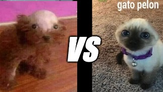 perro pelon vs gato pelon,quien gana? - meme