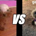 perro pelon vs gato pelon,quien gana?