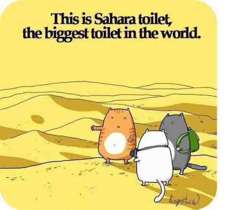 The Sahara toilet. - meme