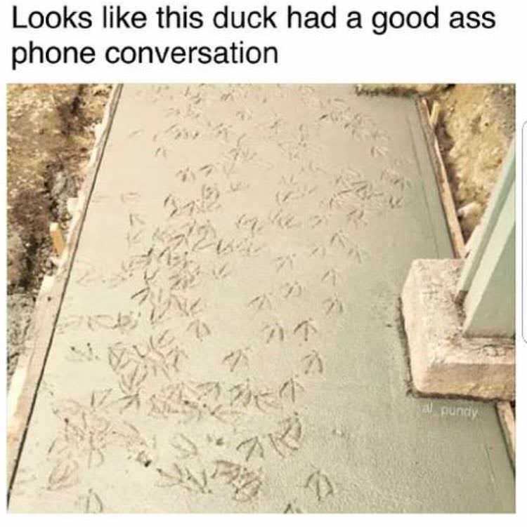 Ducks are dicks - meme