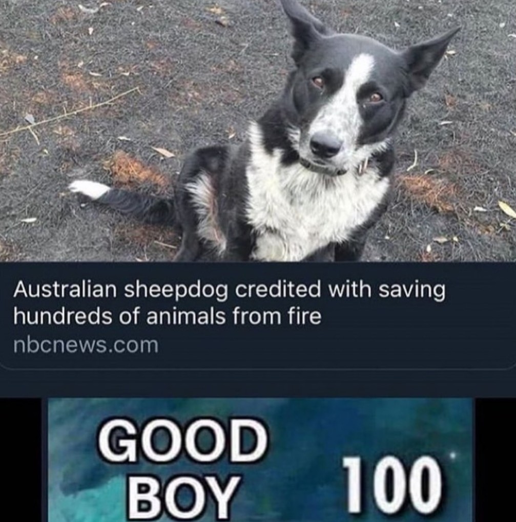 Good Boy 100 - meme