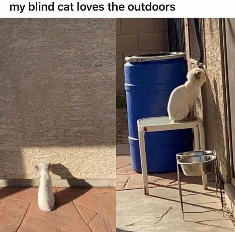 Blind cat - meme