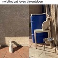 Blind cat