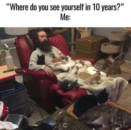 Master of cats - meme