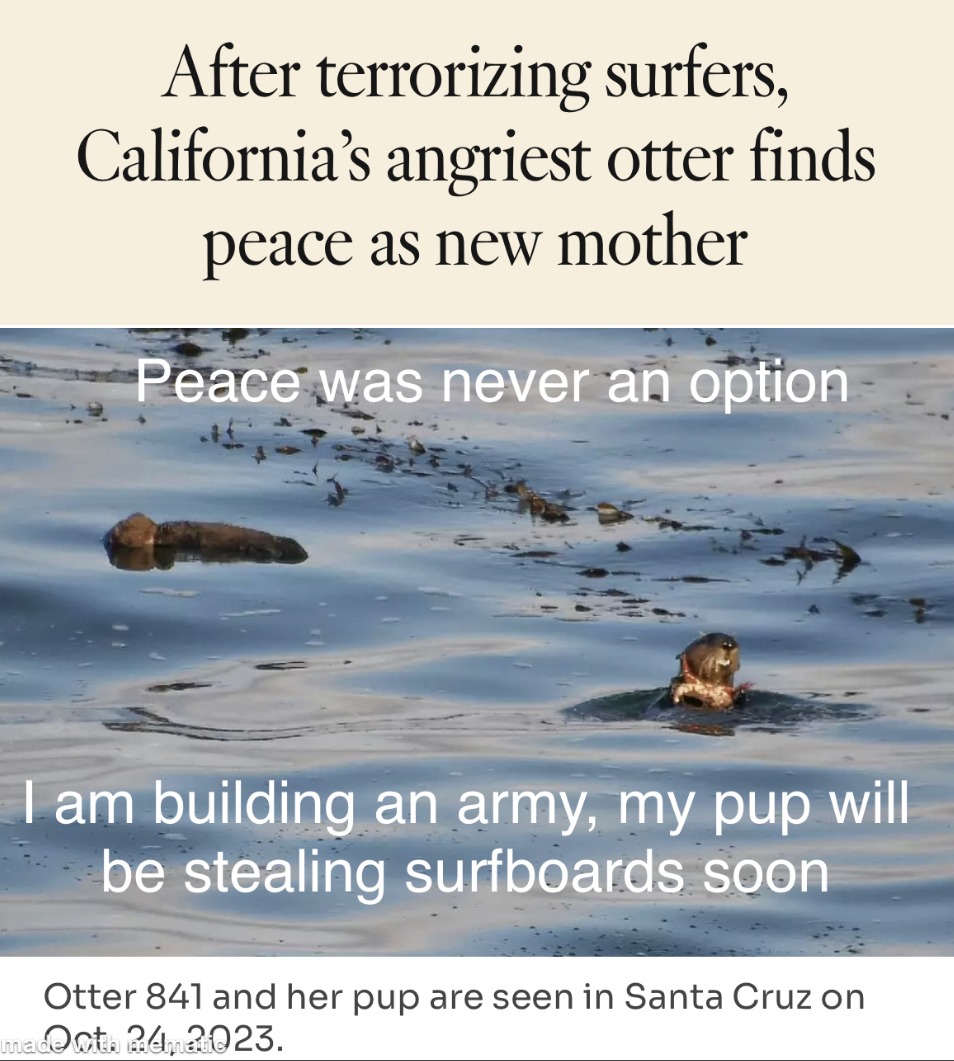 Surfboard stealing otter, had a baby - meme