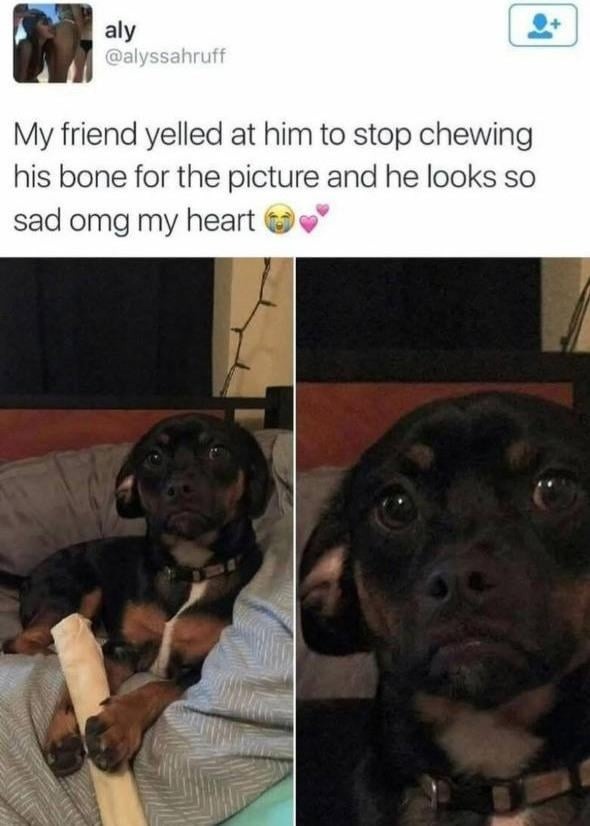He stopped chewing for the photo and I’m sobbing - meme