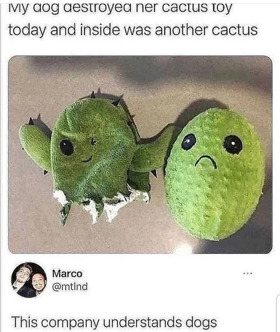 Rip mr. Cactus - meme