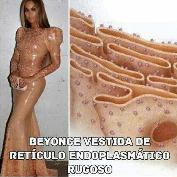 Retículo endoplasmático rugoso - meme