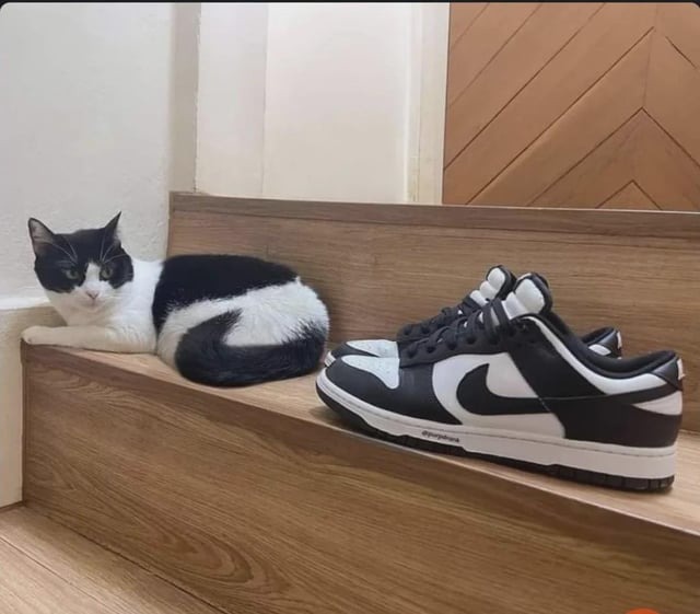 Nike cat - meme