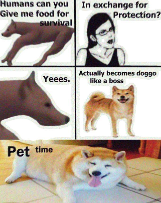 Pet time - meme