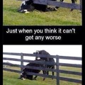 Poor cow