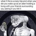 What if life is a crazy trip and we're all aliens?