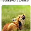 Cute fox