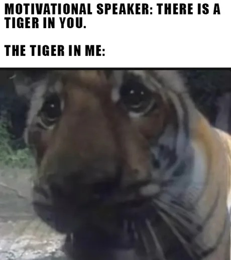 There is a tiger in you - meme