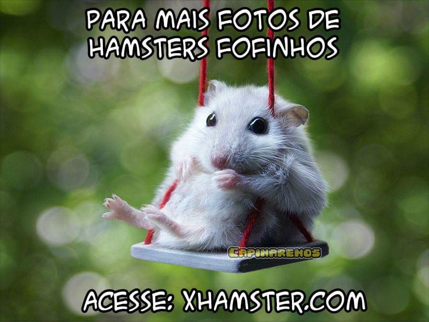 Hamsters fofos - meme