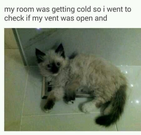 Cat hogging the warm air - meme
