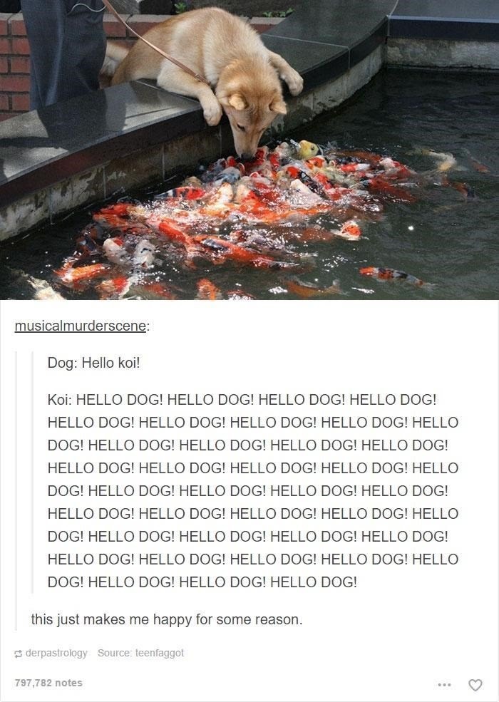 Hello wise fishies of the water - meme