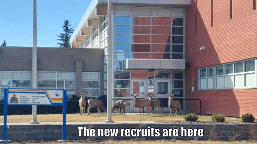 RCMP are hiring I guess - meme