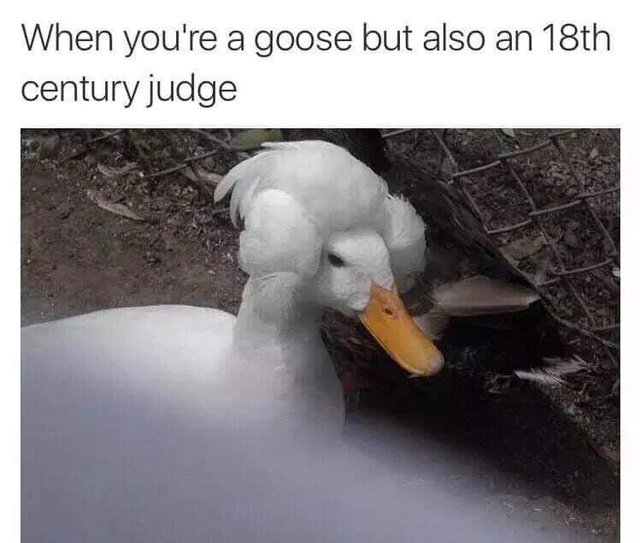 When you are a goose but also an 18th century judge - meme